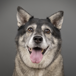 Fundraising Page: Deah Westfall